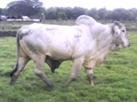 Ganado7